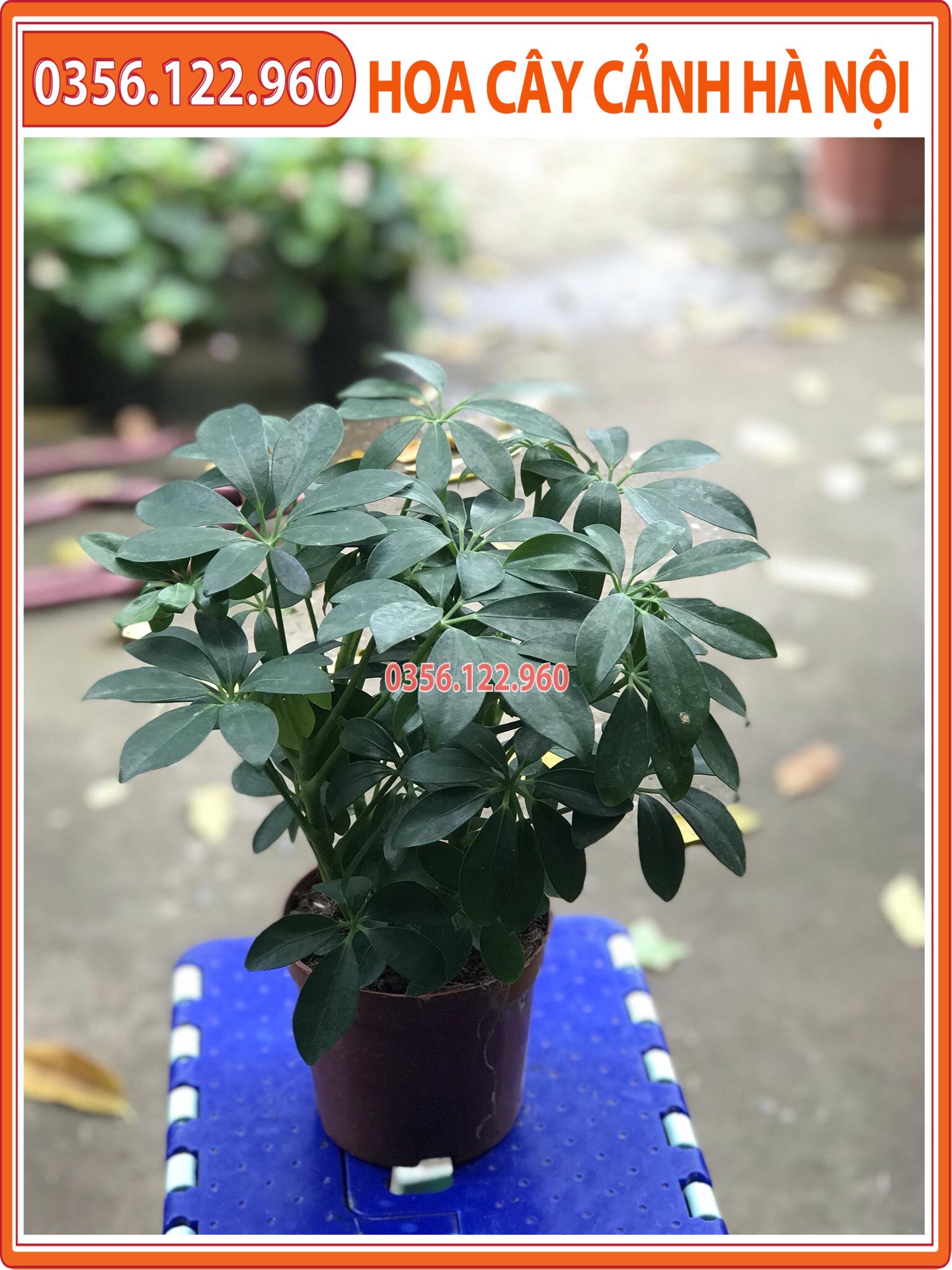 Cây ngũ gia bì để bàn