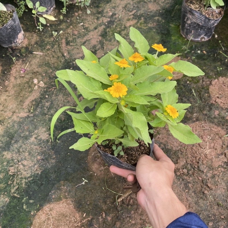 Cúc mặt trời trồng bịch đen đã có nụ và hoa ( như ảnh)