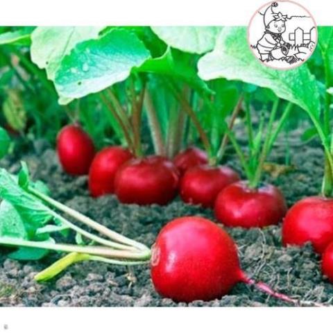 HẠT CỦ CẢI ĐỎ TRÒN F1 - GÓI 5 GRAM