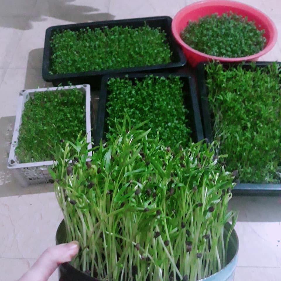 Hạt giống rau muống -gói 20 gram(tặng kèm phân bón)