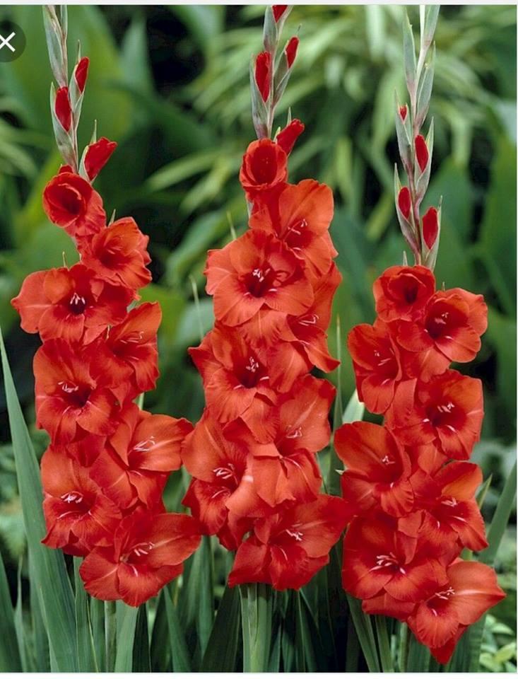Combo 10 củ giống hoa lay ơn đỏ