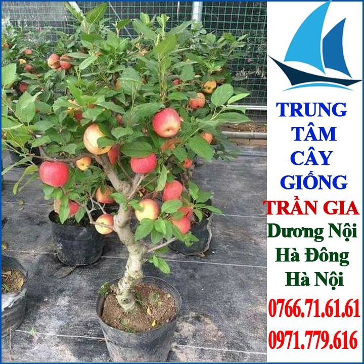 Giống Cây Táo Đỏ Lùn ( 2 cây )