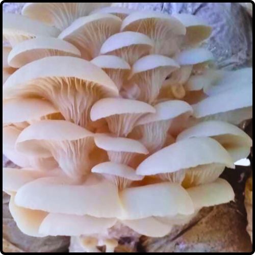 Phôi nấm Sò (01 kiện hàng 06 bịch)