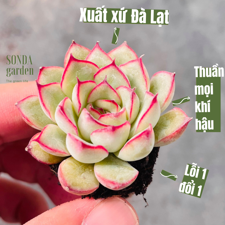 SEN ĐÁ VIỀN HỒNG SIZE MINI KHOẺ ĐẸP LỖI 1 ĐỔI 1
