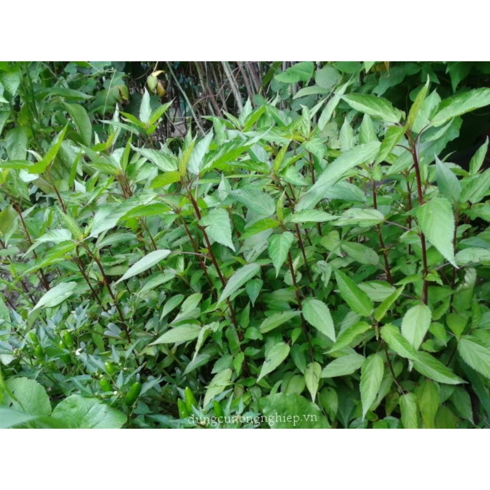 10g Hạt giống Rau đay đỏ