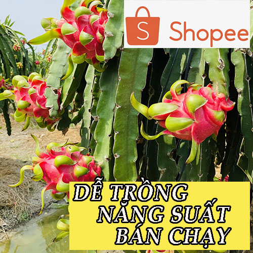10 CÂY GIỐNG THANH LONG RUỘT ĐỎ (DỄ TRỒNG)