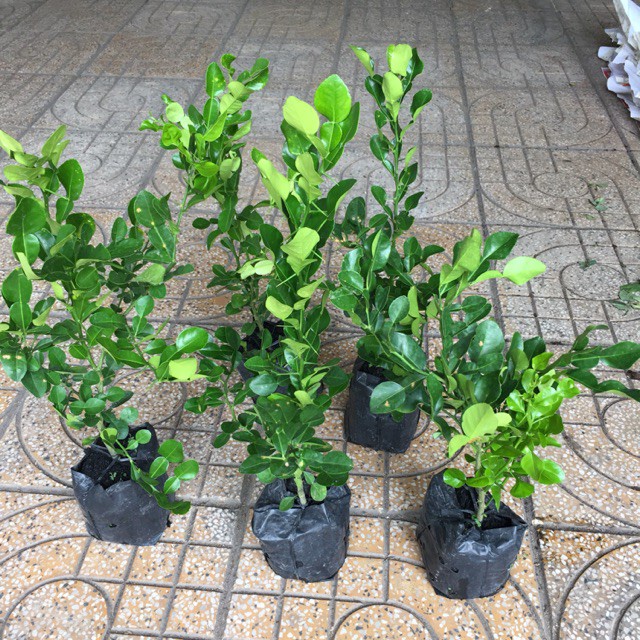 Cây giống Chanh Núm (siêu sớm)