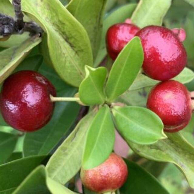 Cây Cherry Brazil 🇧🇷.