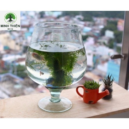 [HCM]Bình Hoa Thủy Tinh Có Chân Size  DK 10cm X 12cm - LC4
