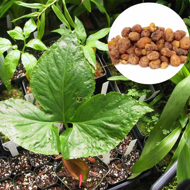 Củ bán hạ nam khô 1kg