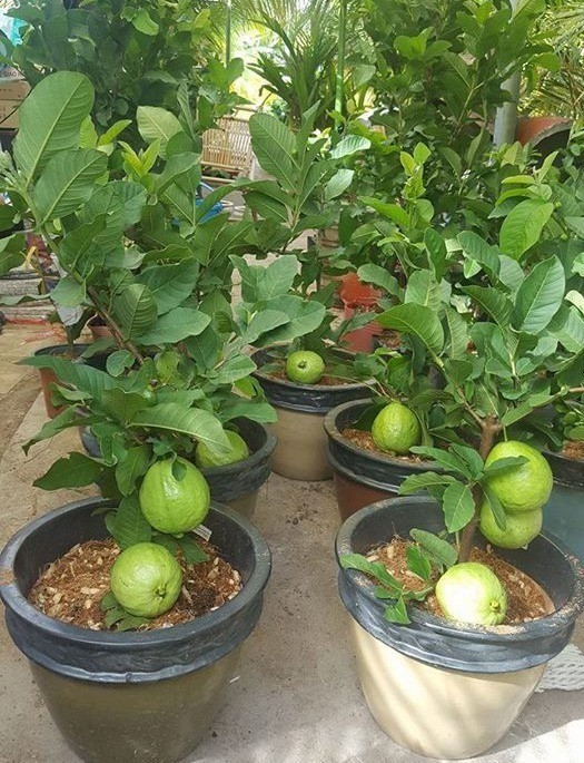 cây ổi lê lùn đài loan