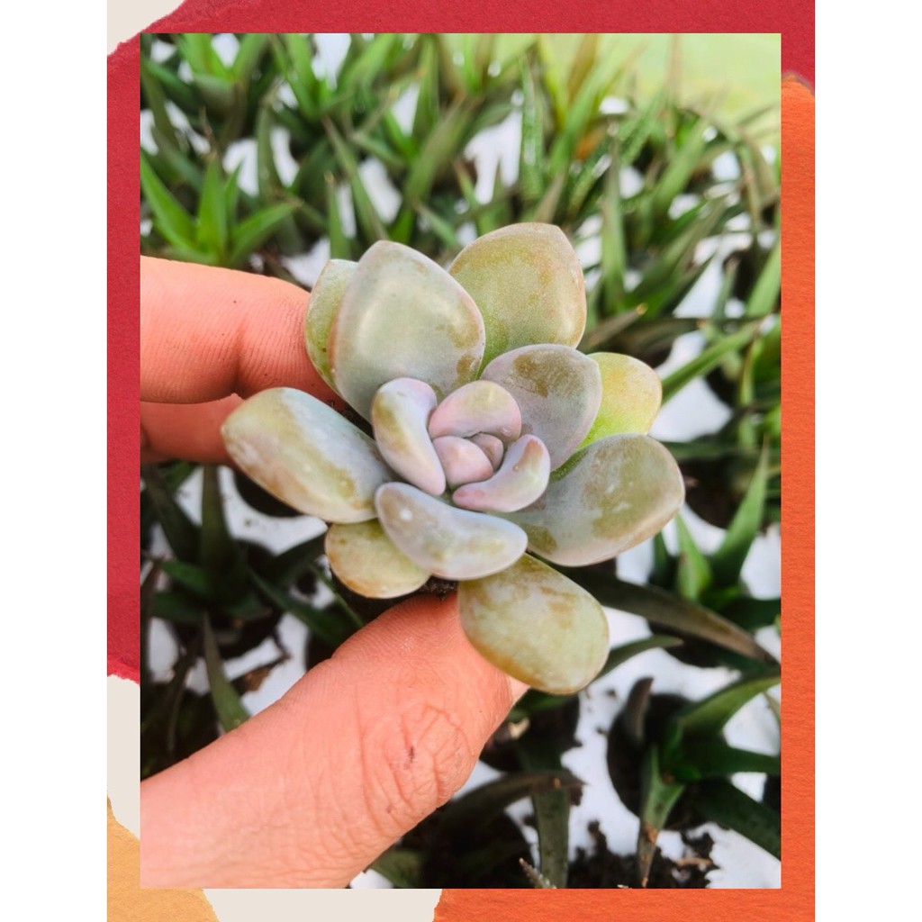 SEN ĐÁ ĐÁ XANH SIZE MINI  ĐÀ LẠT  HƯ 1 ĐỔI 1  SIÊU CUTE