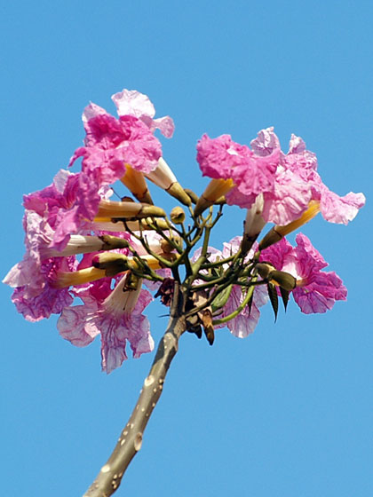 Cây giống kèn hồng cây bóng mát Tabebuia rosea