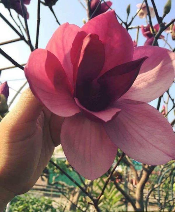 CÂY GIỐNG HOA MỘC LAN (MỚI)