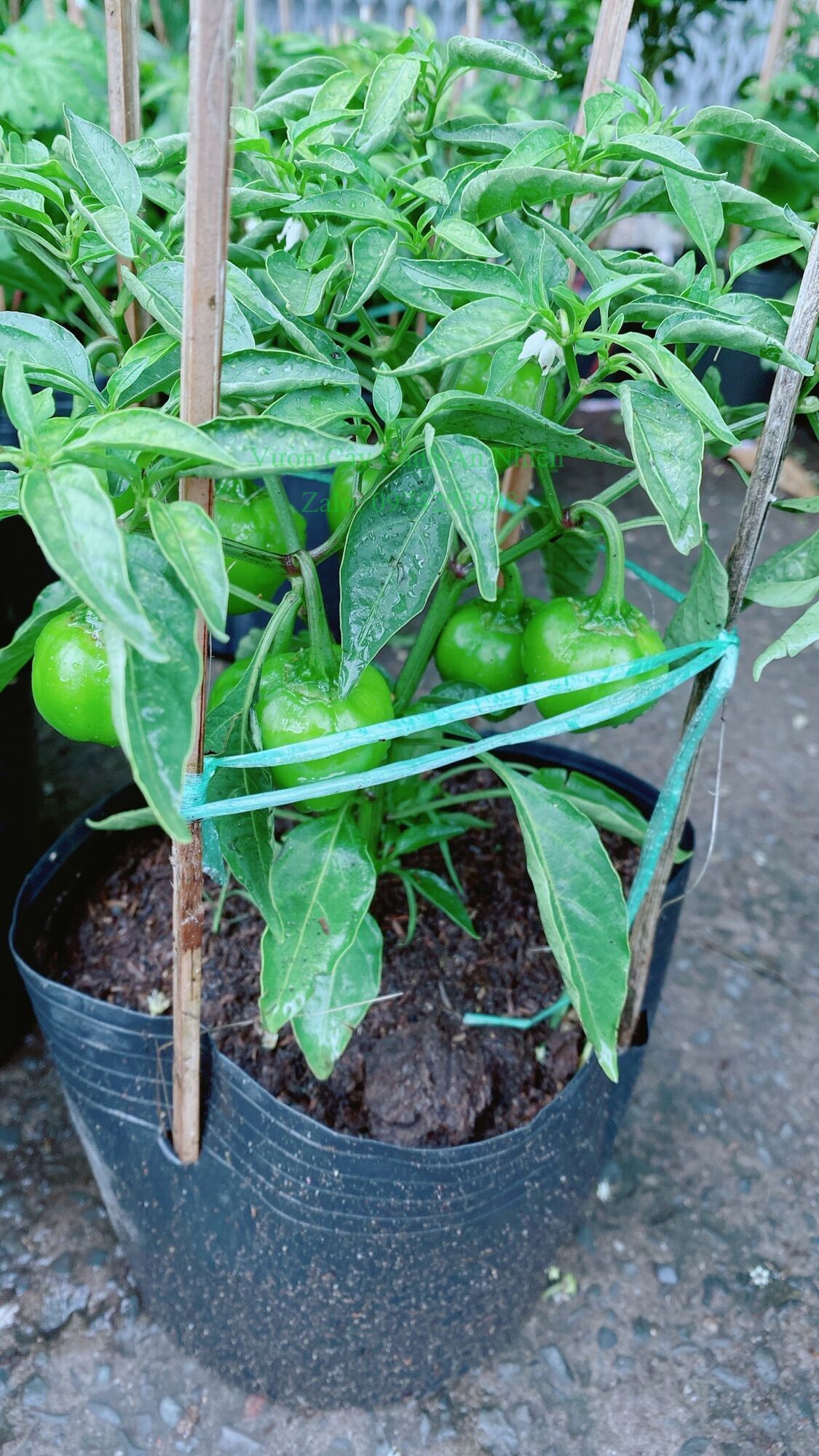 Cây ớt cà