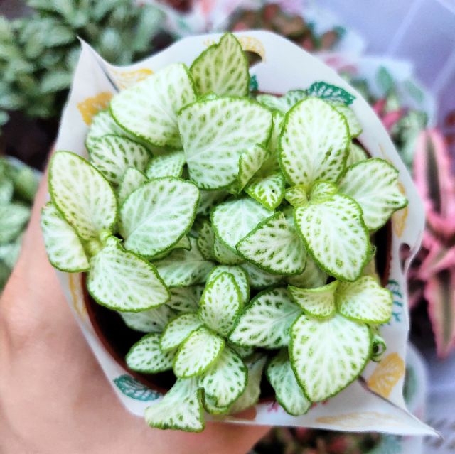 Combo 10 chậu cẩm nhung đẹp