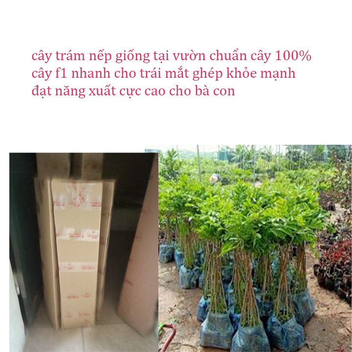 Cây trám đen nếp ghép cây cao 1m