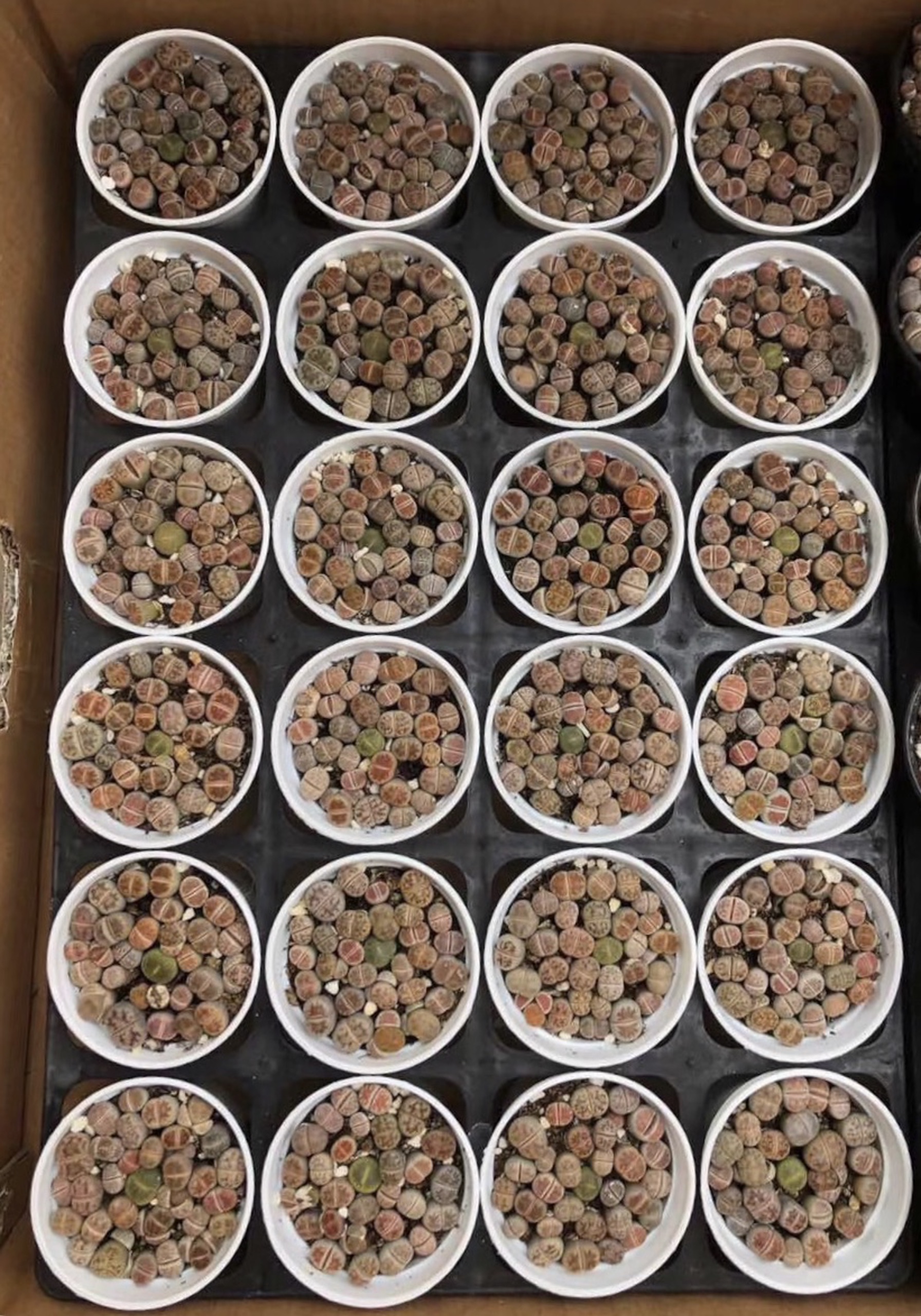 cây sen đá mông sen đá lithops thạch lan size nhỏ