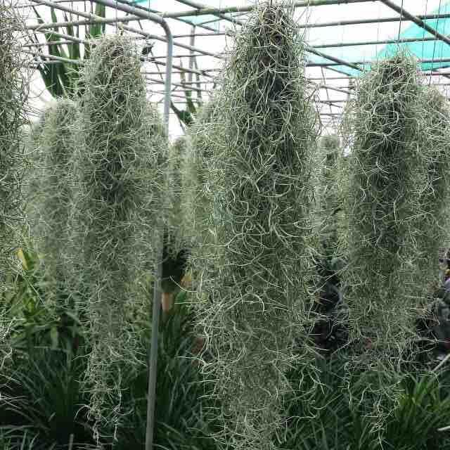 Cây không khí spanish moss (usneoides)