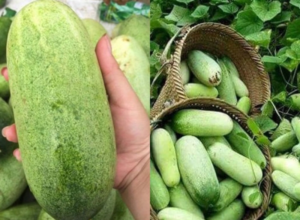 Hạt giống dưa mèo tây bắc, dưa khổng lồ (gói 30 hạt)