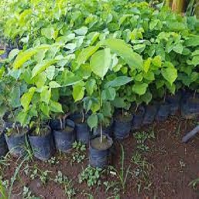 Cây giống cây gỗ Giáng Hương