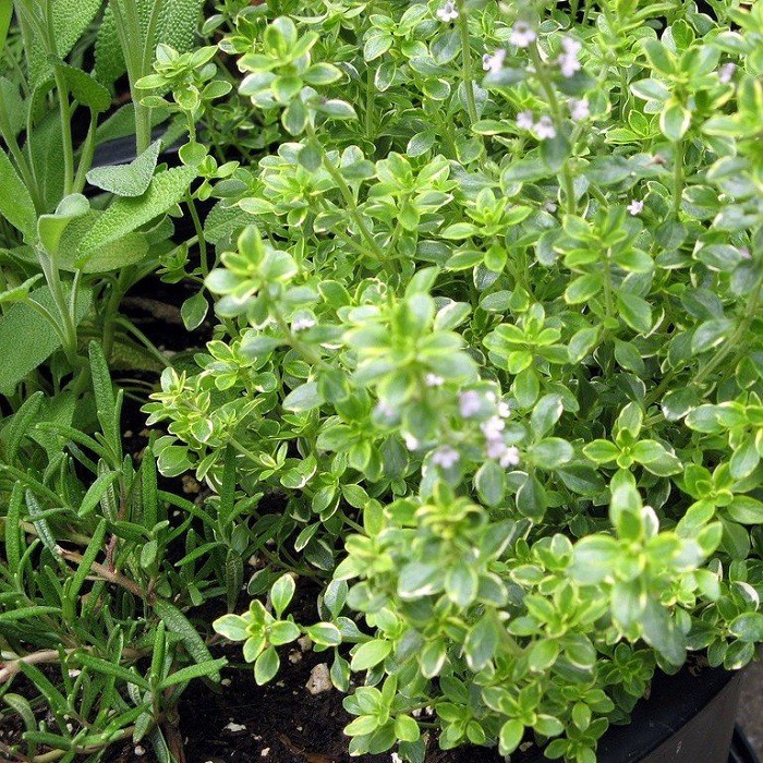 MA48B GÓI 10 Hạt Giống Cỏ Xạ Hương Thyme