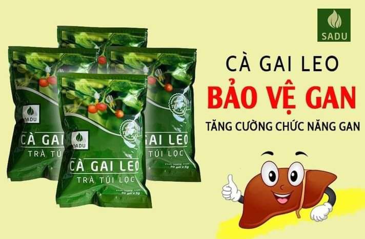 [500gr] Trà túi lọc Cà Gai Leo SaDu,(100 túi lọc) Tea