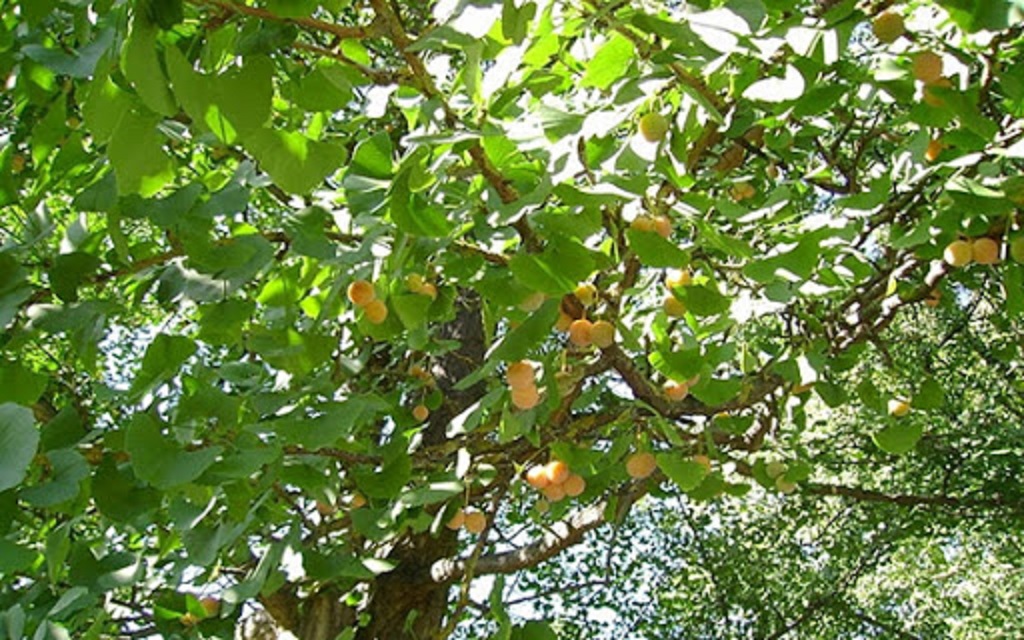 Cây chay, giống cây chay