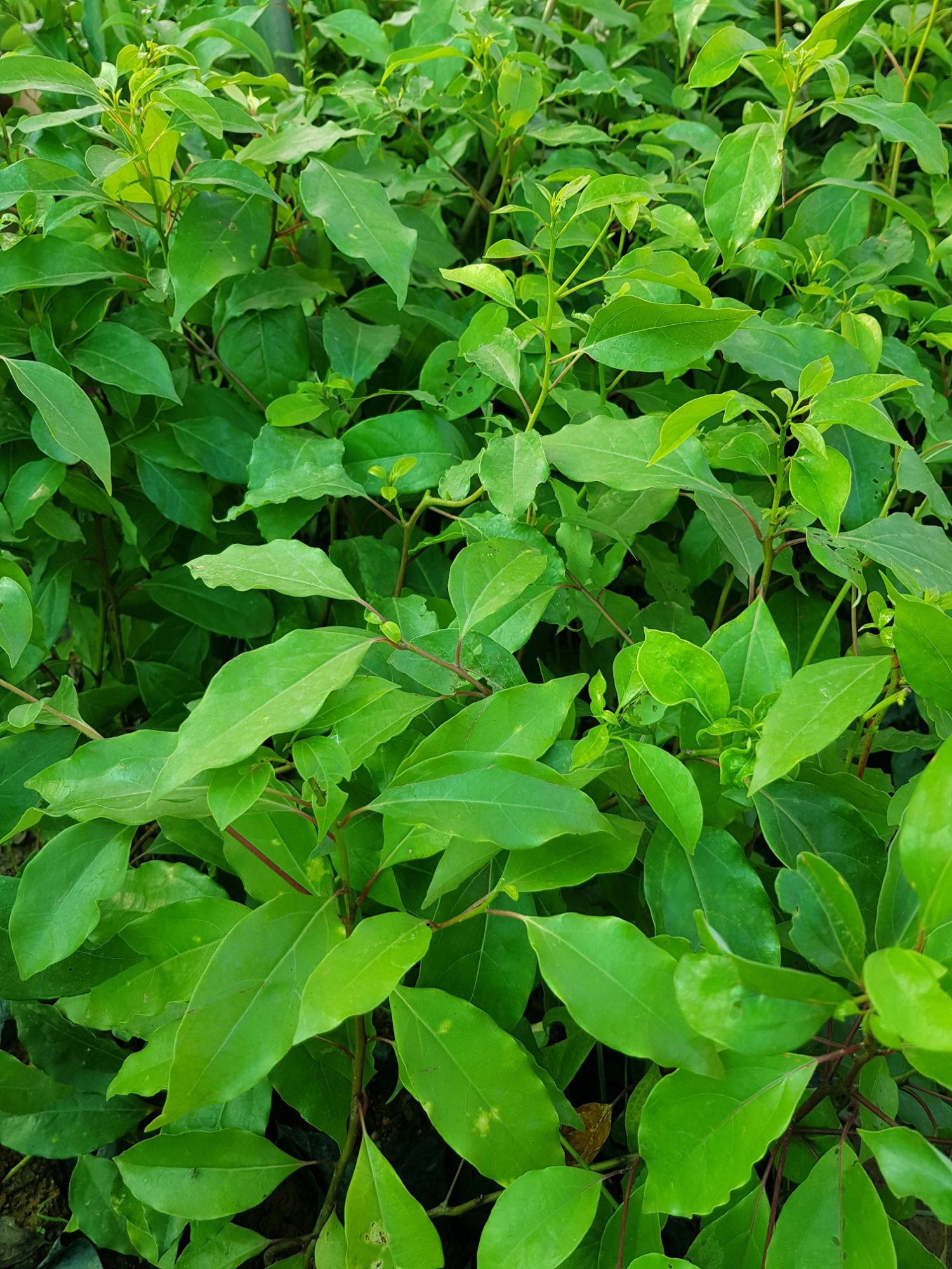 cây giống long não (chuẩn giống chất)