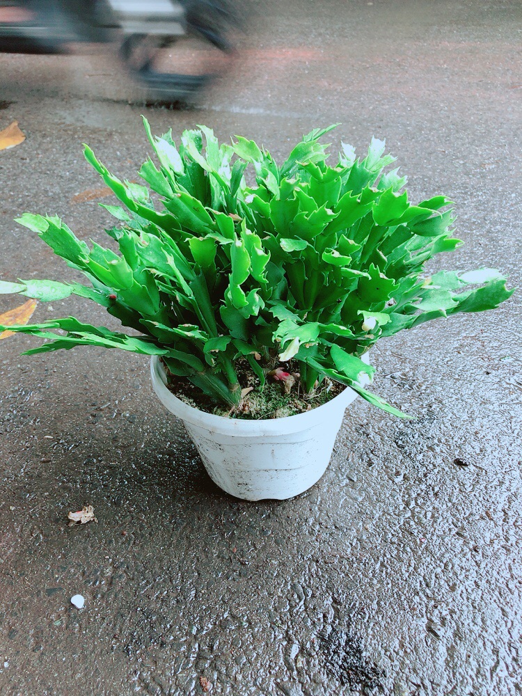 Chậu Hoa Quỳnh
