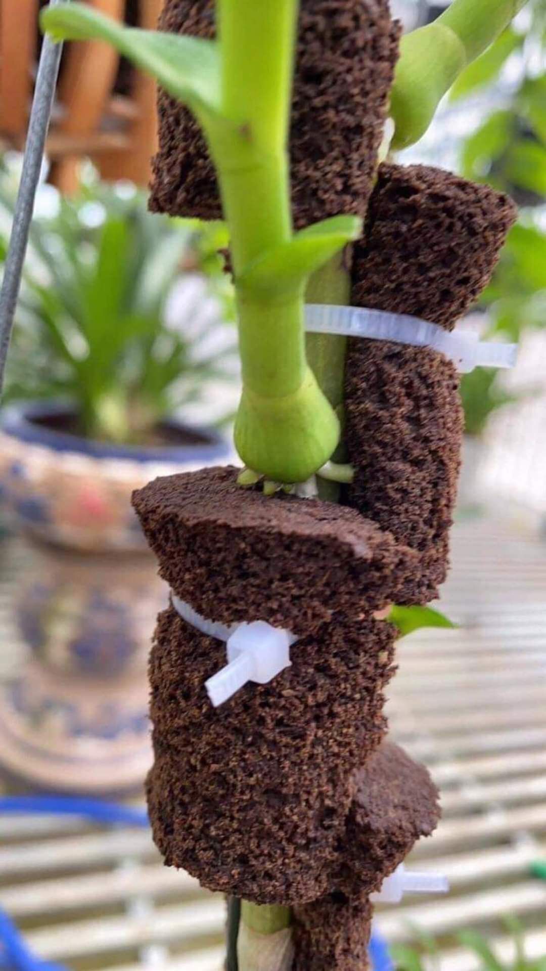 Mút ươm kie hữu cơ Hà Lan - 5 viên lớn