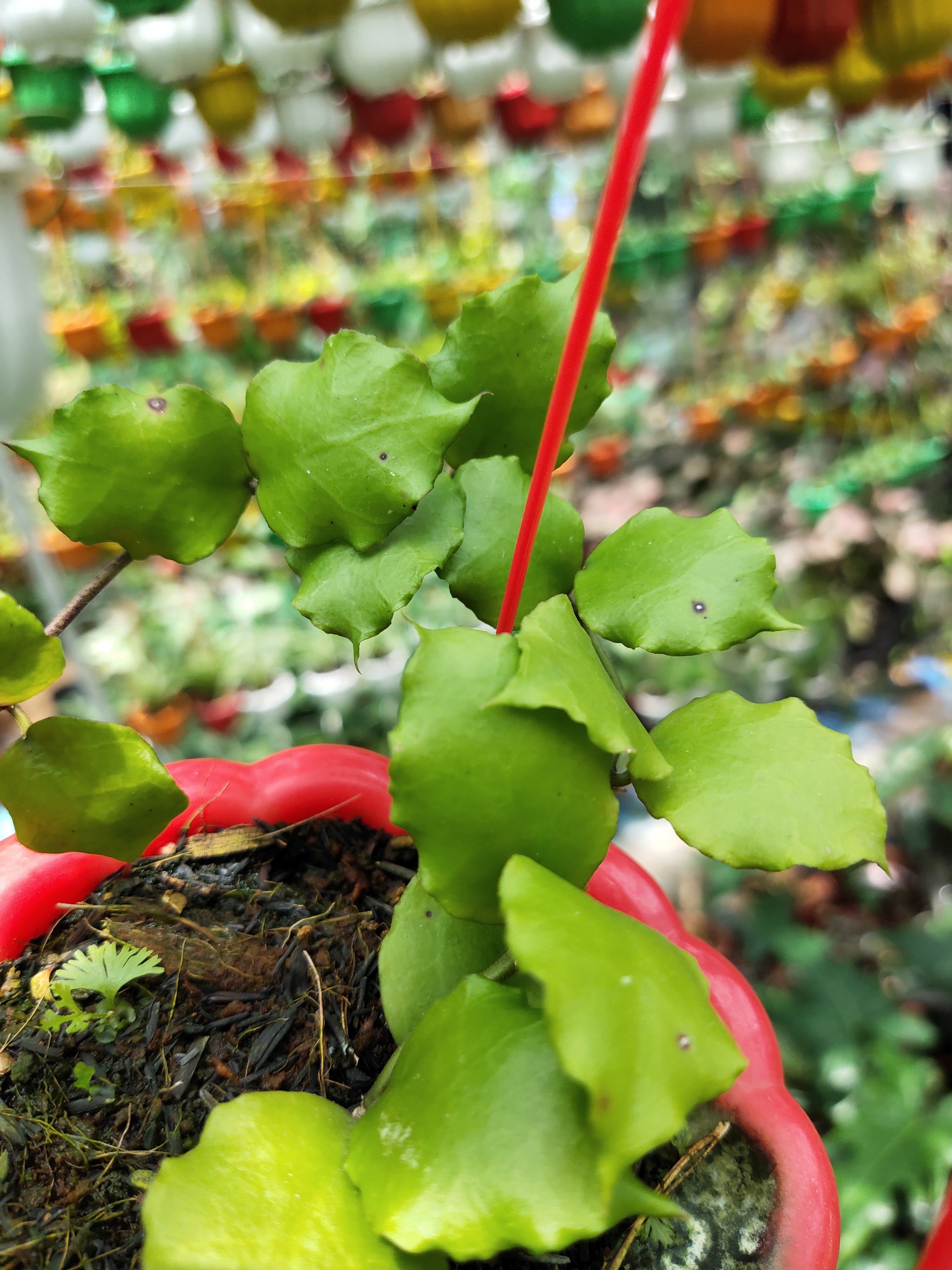 Chậu cây cẩm cù Hoya Endauensis