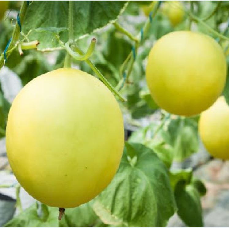 Hạt giống dưa kim cô nương - gói 10 hạt