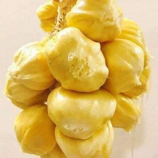 Cây giống mít tố nữ
