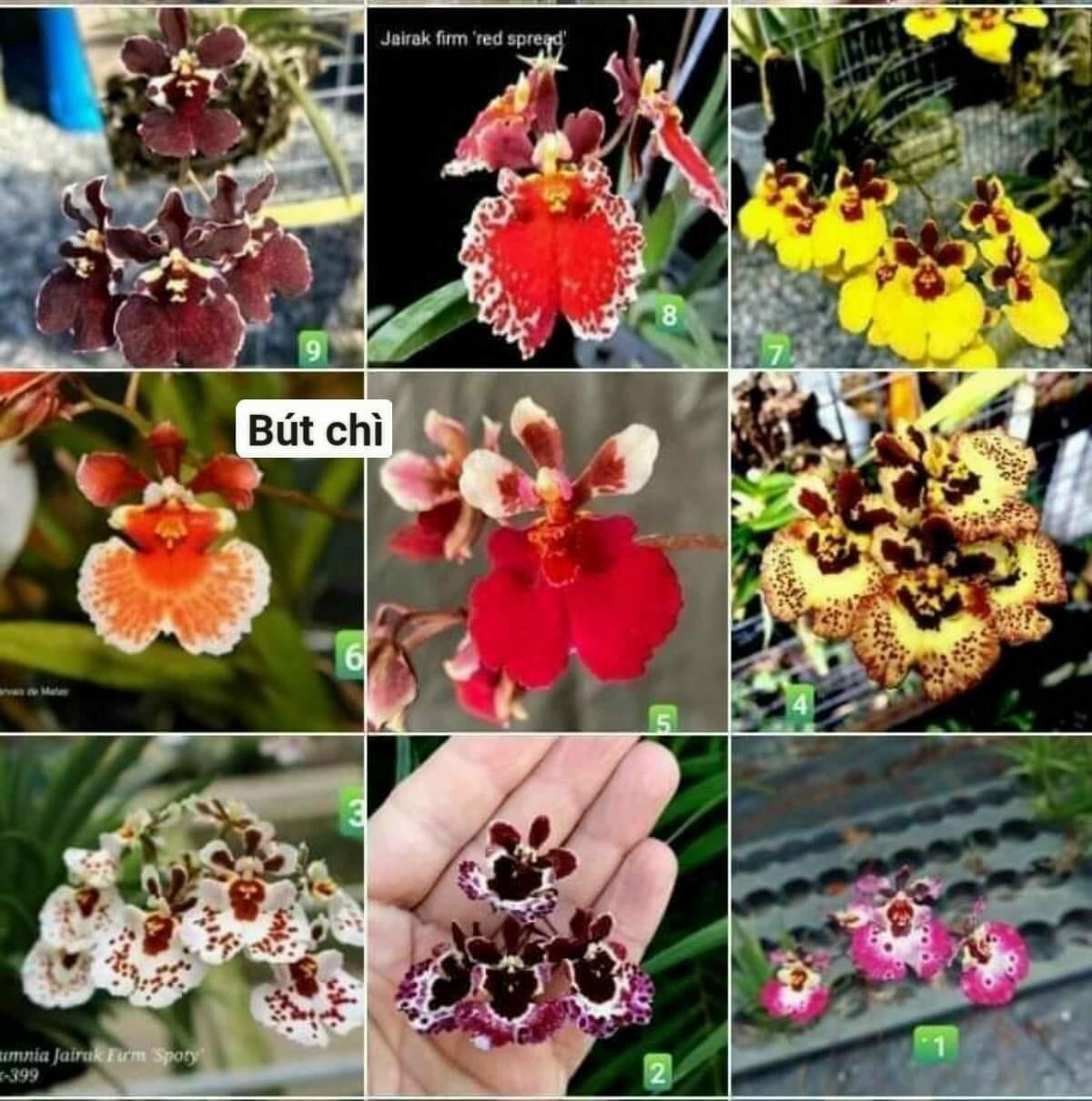 Hoa Lan vũ nữ bút chì (10 cây giống)
