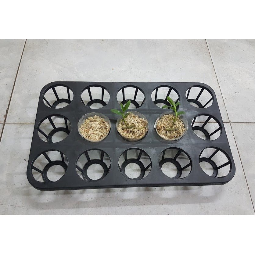 5 khay đặt lan hồ điệp