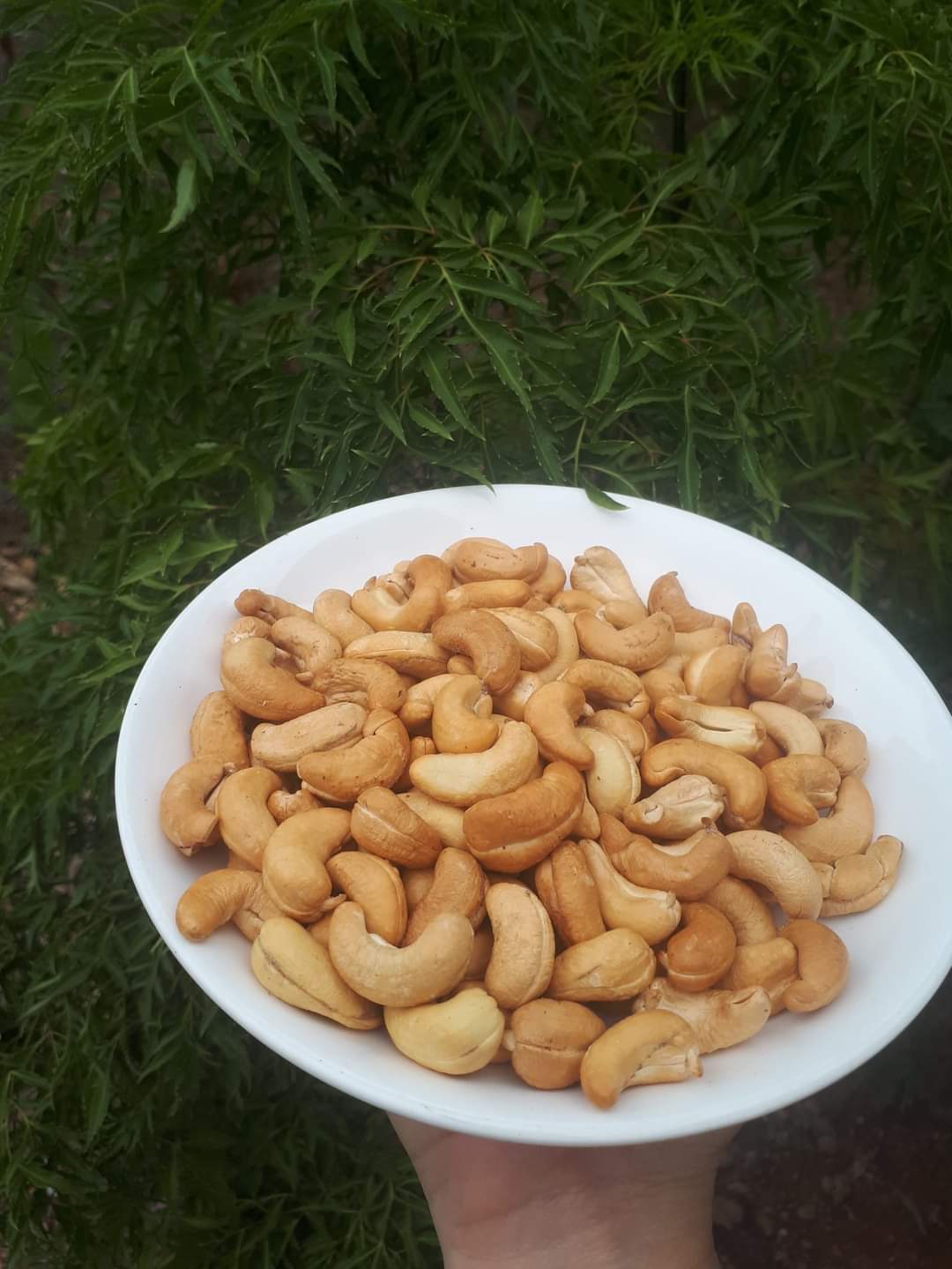[COMBO 2KG] Hạt điều rang muối Bình Phước - đóng hộp