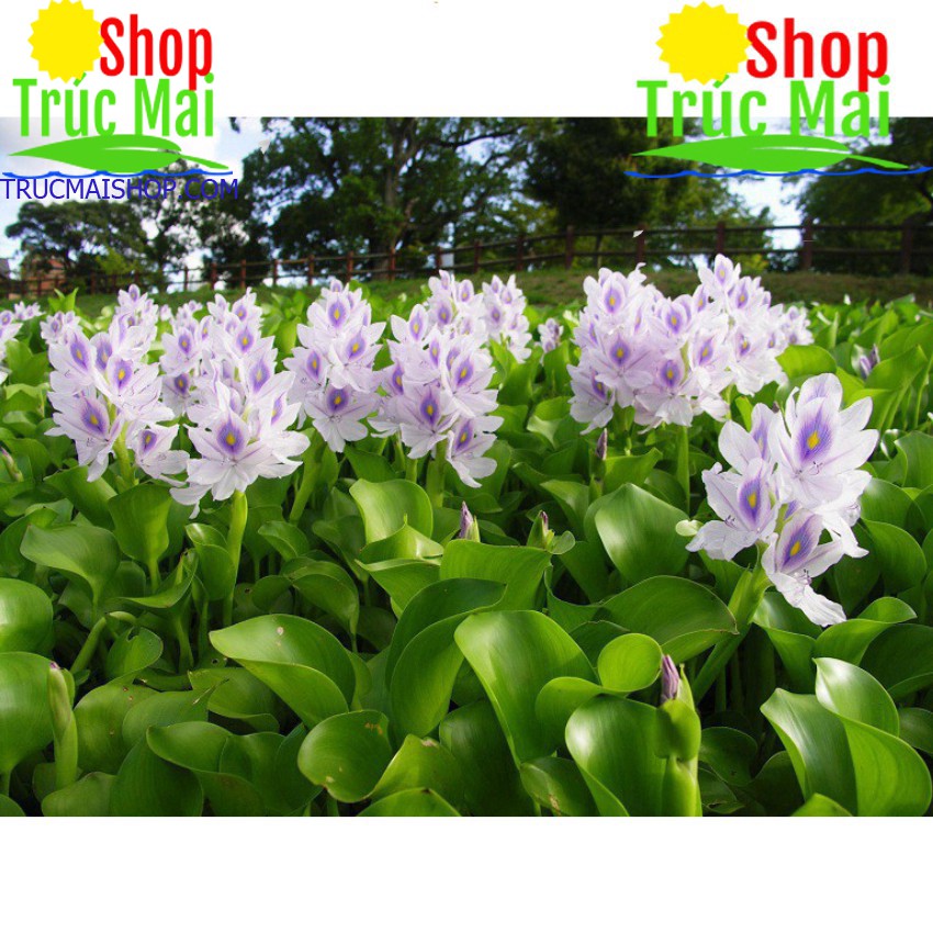 Rễ bèo tây (rễ lục bình) 500g