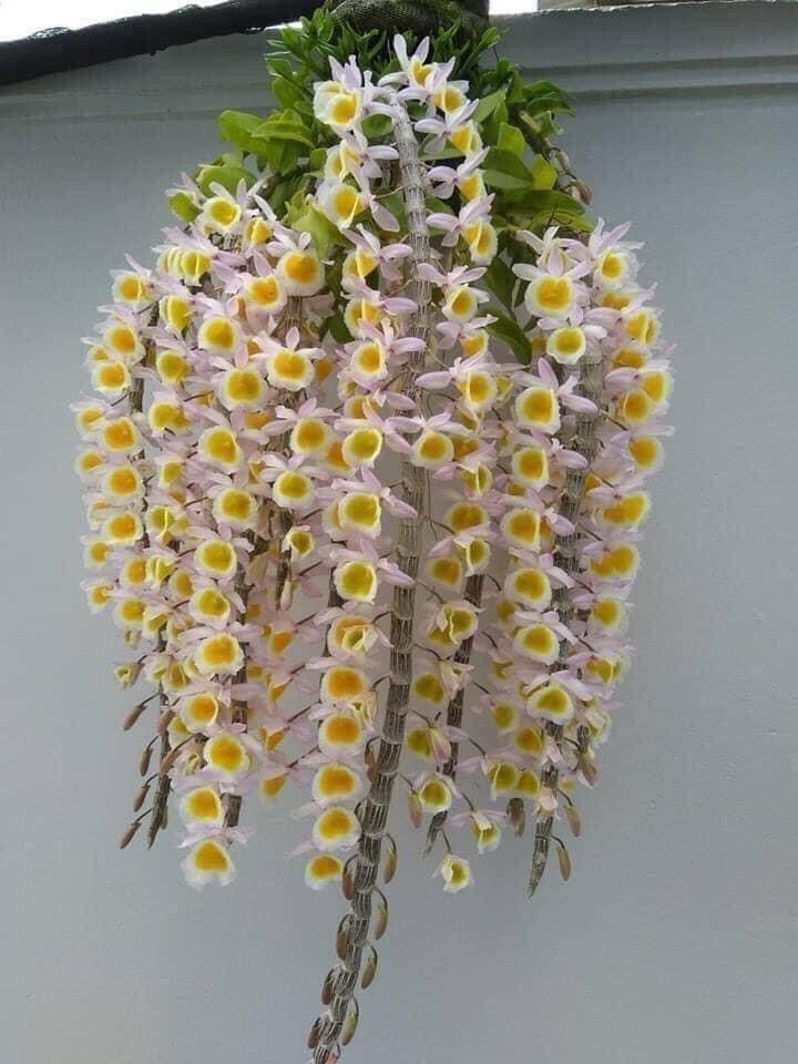 Hoa Lan long tu (1 khóm) qq
