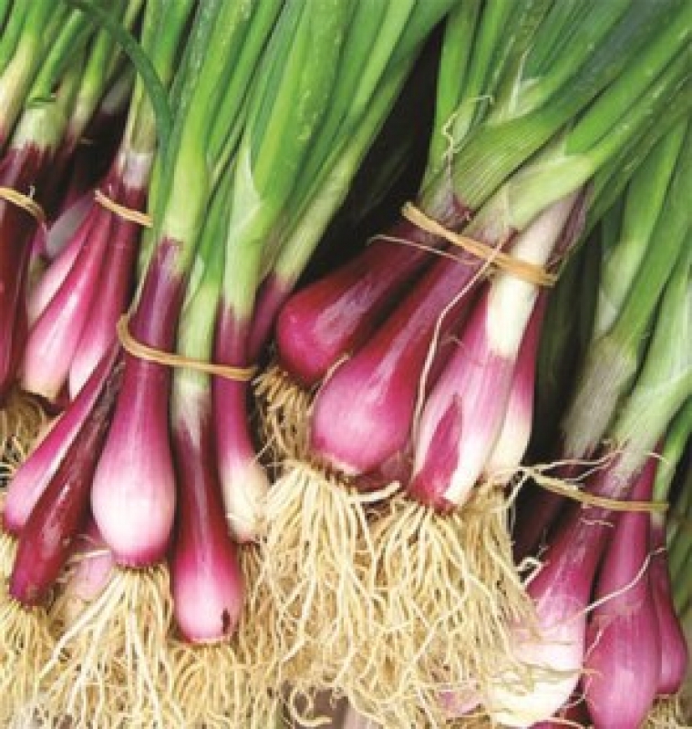 Hạt Giống Hành Lá Gốc Tím (2gr)