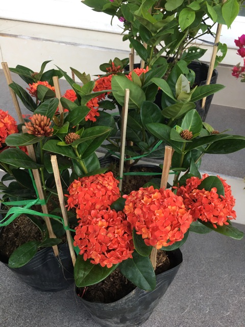 Mẫu đơn đỏ lá trung bông to siêu hoa