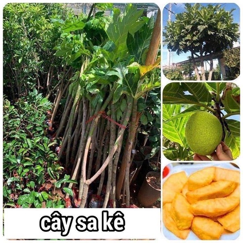 Cây Giống Sake cây ghép Viện Nông Nghiệp .ảnh thật