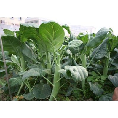 10Gr - Hạt Giống Cải Ngồng Làn Thái Lan 2000H