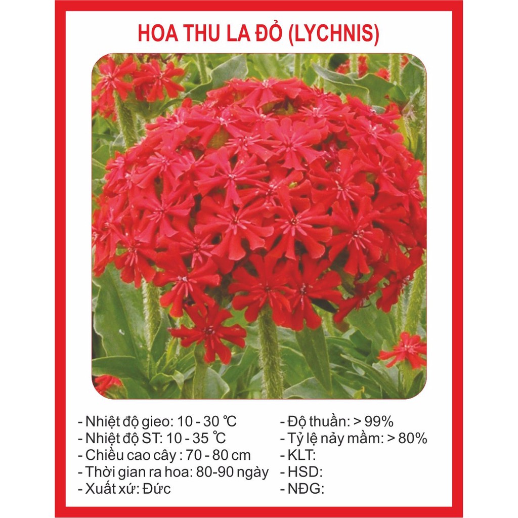 Hạt giống hoa thu la đỏ - 50 hạt