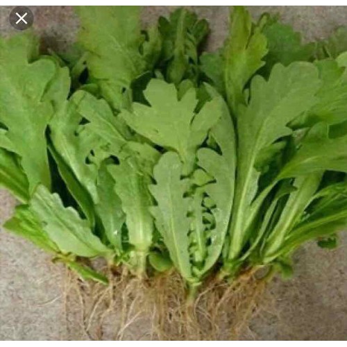 hạt giống Cúc Nếp ( Tần Ô) cao sản