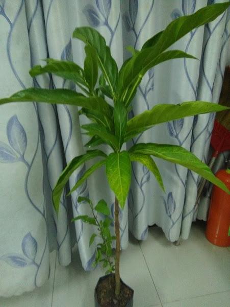 Cây nhàu cao 60-80cm