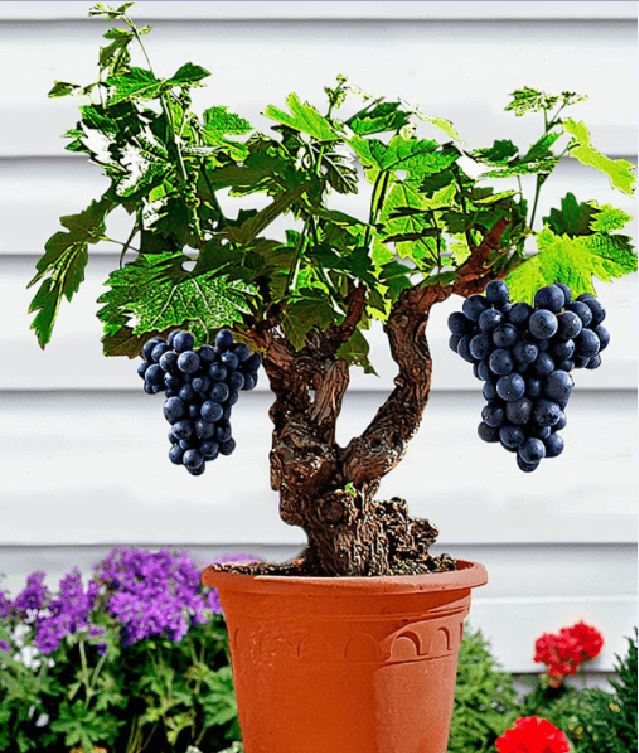 "Gói 10"Hạt giống nho lùn pháp ( nho bonsai ) [Seeds]