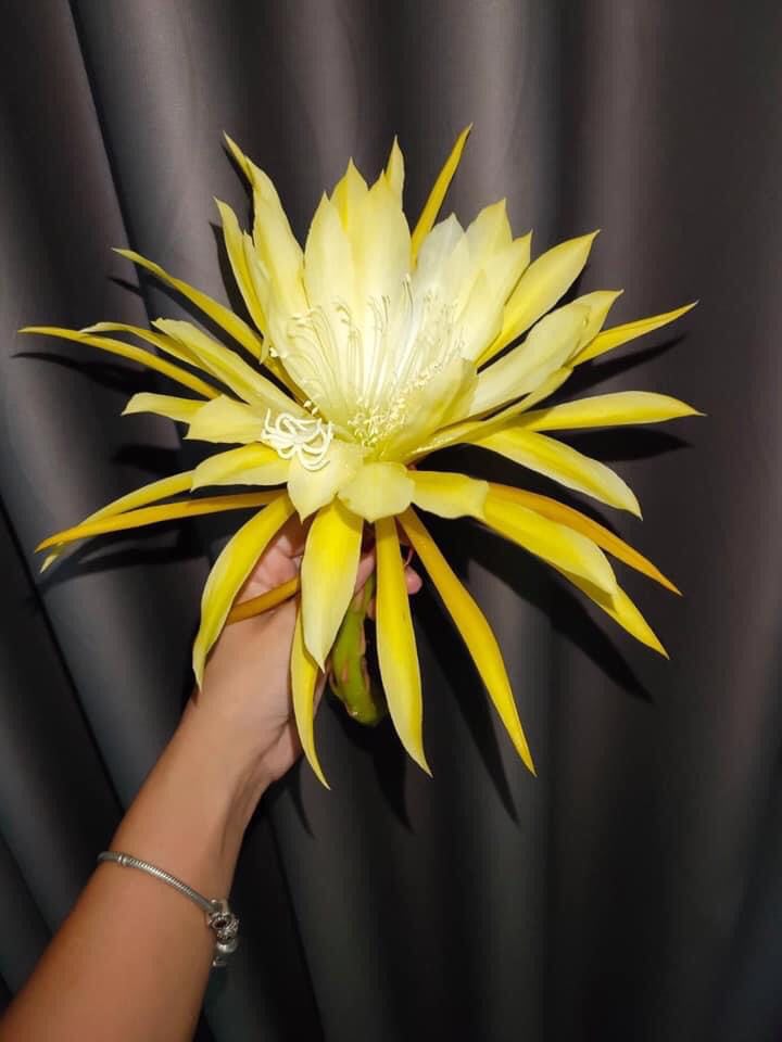 Đại Nhật Quỳnh (lá giống)- 10 màu hoa