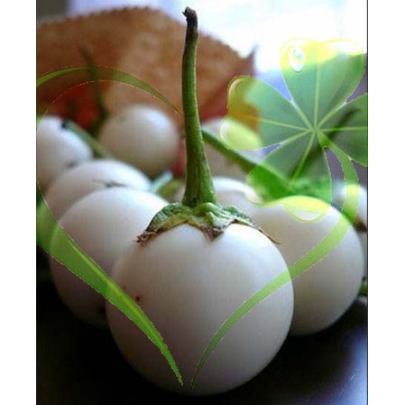 Hạt giống cà pháo trắng trái lớn - Gói 1g