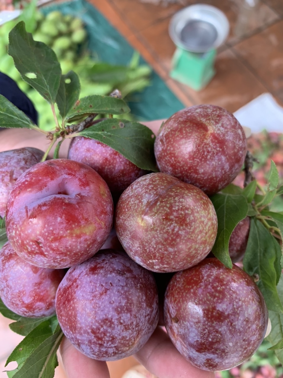 CÂY GIỐNG MẬN HẬU-MẬN TAM HOA